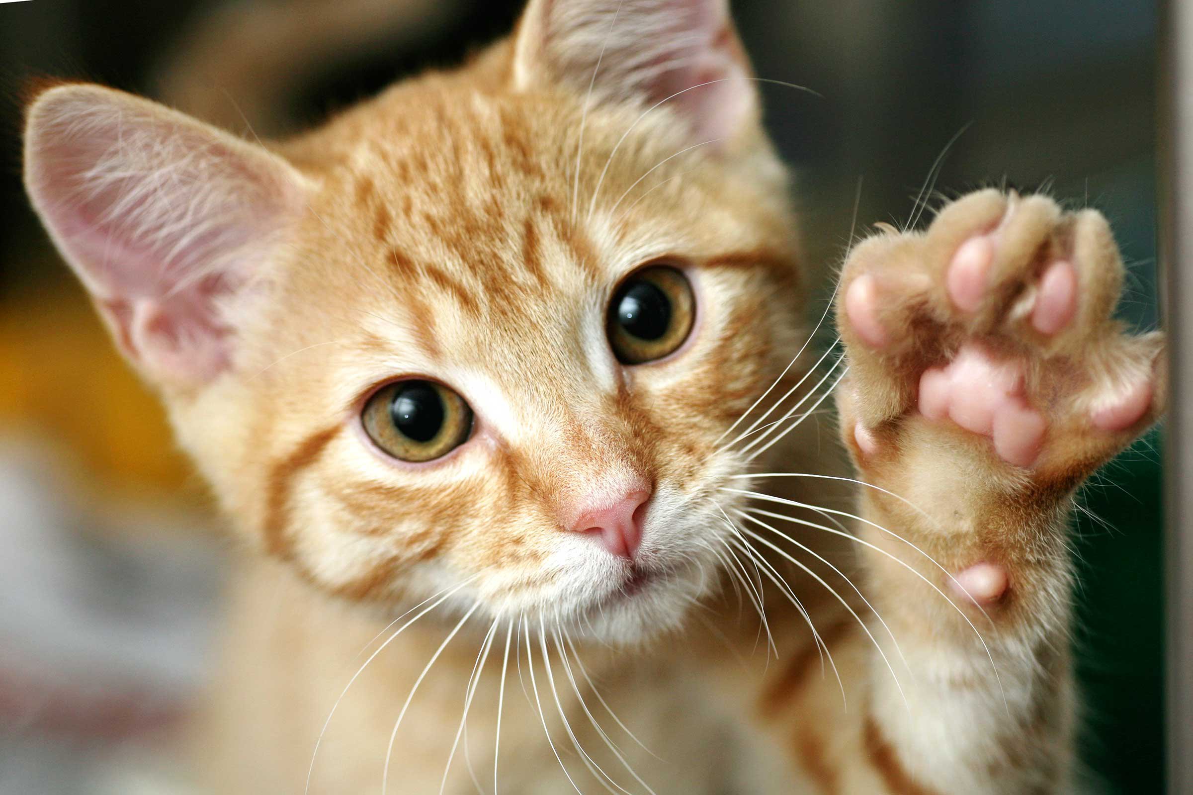 Rüyada Dişi Kedi Görmek ne anlama gelir?