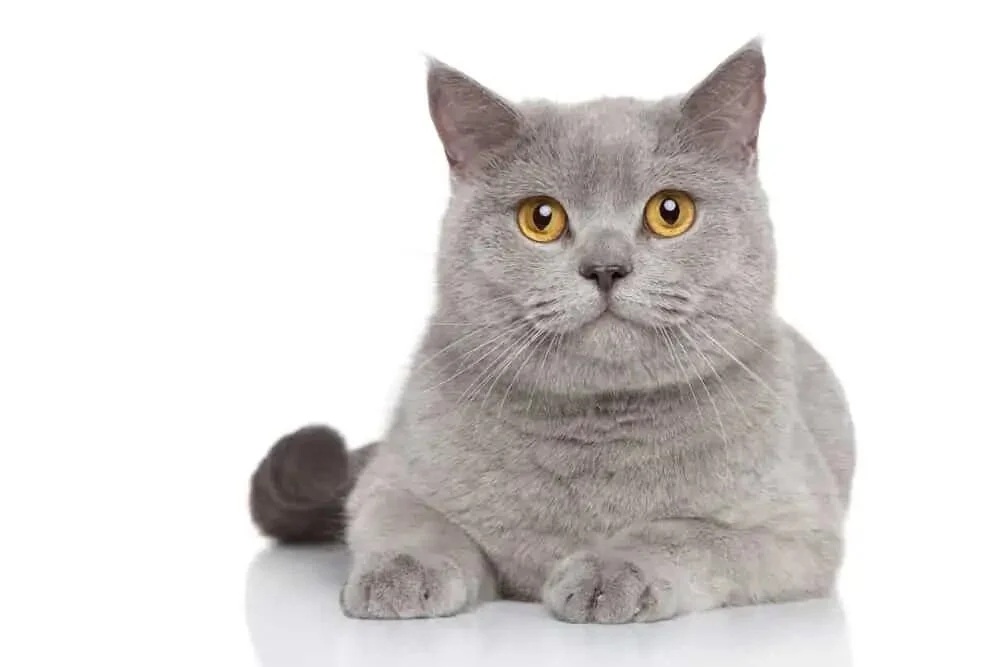 Rüyada Kedi Görmek ne anlama gelir?