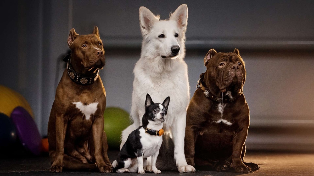 Rüyada Köpek Görmek ne anlama gelir?